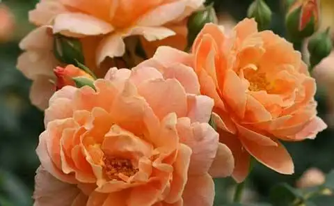 How to Care for Your Roses in Summer: TW Lawn Careās Pro Recommendations